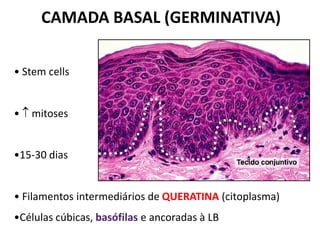 CAMADA BASAL (GERMINATIVA)

• Stem cells


•  mitoses


•15-30 dias


• Filamentos intermediários de QUERATINA (citoplasma)
•Células cúbicas, basófilas e ancoradas à LB
 