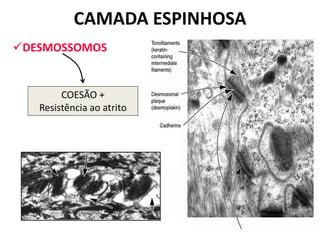 CAMADA ESPINHOSA
DESMOSSOMOS


        COESÃO +
   Resistência ao atrito
 