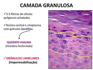 CAMADA GRANULOSA
3-5 fileiras de células
poligonais achatadas

Núcleo central e citoplasma
com grânulos basófilos



  QUERATO-HIALINA
 (Histidina fosforilada)


GRÂNULOS LAMELARES
  (Impermeabilização)
 