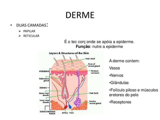 DERME
• DUAS CAMADAS:
 PAPILAR
 RETICULAR
 