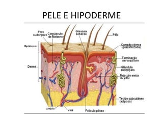 PELE E HIPODERME
 
