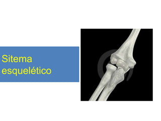 Sitema
esquelético
 