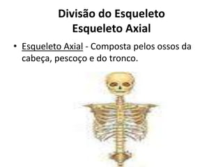 Divisão do Esqueleto
Esqueleto Axial
• Esqueleto Axial - Composta pelos ossos da
cabeça, pescoço e do tronco.
 