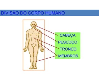 DIVISÃO DO CORPO HUMANO
CABEÇA
PESCOÇO
TRONCO
MEMBROS
 