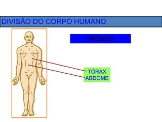 DIVISÃO DO CORPO HUMANO
TRONCO
TÓRAX
ABDOME
 