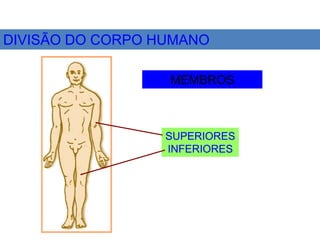 DIVISÃO DO CORPO HUMANO
MEMBROS
SUPERIORES
INFERIORES
 