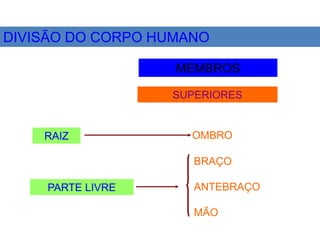 DIVISÃO DO CORPO HUMANO
MEMBROS
SUPERIORES
RAIZ OMBRO
BRAÇO
ANTEBRAÇO
MÃO
PARTE LIVRE
 