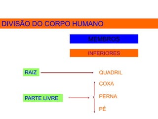 DIVISÃO DO CORPO HUMANO
MEMBROS
INFERIORES
RAIZ QUADRIL
COXA
PERNA
PÉ
PARTE LIVRE
 