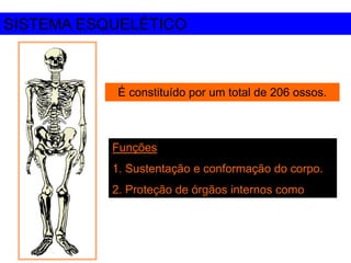 SISTEMA ESQUELÉTICO
É constituído por um total de 206 ossos.
Funções
1. Sustentação e conformação do corpo.
2. Proteção de órgãos internos como
 