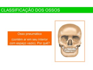 Osso pneumático
(contém ar em seu interior
com espaço vazio). Por quê?
CLASSIFICAÇÃO DOS OSSOS
 