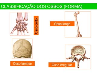 Osso
curto
Osso laminar Osso irregular
CLASSIFICAÇÃO DOS OSSOS (FORMA)
Osso longo
 