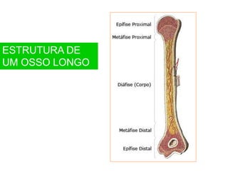 ESTRUTURA DE
UM OSSO LONGO
•r do canal de Havers estão as lamelas ósseas, onde se encontram os osteócitos dentro de osteoplastos, comunicando entre si por canalículos radiais.
 