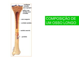 COMPOSIÇÃO DE
UM OSSO LONGO
•r do canal de Havers estão as lamelas ósseas, onde se encontram os osteócitos dentro de osteoplastos, comunicando entre si por canalículos radiais.
 