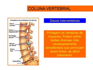 Discos intervertebrais
COLUNA VERTEBRAL
Protegem as vértebras de
impactos. Podem sofrer
lesões diversas (não
necessariamente
simultâneas) que provocam
dores fortes, de difícil
tratamento.
 