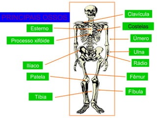 Clavícula
Costelas
Úmero
Ulna
Rádio
Fêmur
Fíbula
Tíbia
Esterno
Processo xifóide
Ilíaco
Patela
PRINCIPAIS OSSOS
 