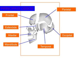 Frontal
Parietal
Temporal
Occipital
Esfenóide
PRINCIPAIS OSSOS
Maxilar
Mandíbula
 