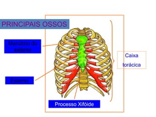 Esterno
Processo Xifóide
Caixa
torácica
Manúbrio do
esterno
PRINCIPAIS OSSOS
 