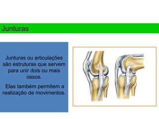 Junturas ou articulações
são estruturas que servem
para unir dois ou mais
ossos.
Elas também permitem a
realização de movimentos.
Junturas
 