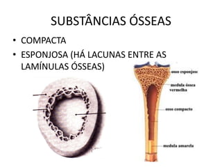 SUBSTÂNCIAS ÓSSEAS
• COMPACTA
• ESPONJOSA (HÁ LACUNAS ENTRE AS
LAMÍNULAS ÓSSEAS)
 