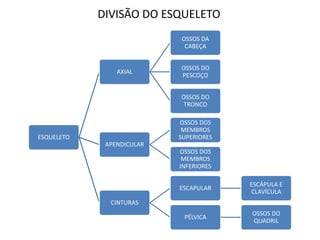 DIVISÃO DO ESQUELETO
ESQUELETO
AXIAL
OSSOS DA
CABEÇA
OSSOS DO
PESCOÇO
OSSOS DO
TRONCO
APENDICULAR
OSSOS DOS
MEMBROS
SUPERIORES
OSSOS DOS
MEMBROS
INFERIORES
CINTURAS
ESCAPULAR
ESCÁPULA E
CLAVÍCULA
PÉLVICA
OSSOS DO
QUADRIL
 