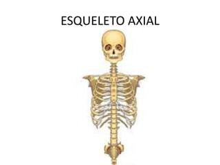 ESQUELETO AXIAL
 