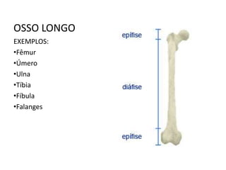 OSSO LONGO
EXEMPLOS:
•Fêmur
•Úmero
•Ulna
•Tíbia
•Fíbula
•Falanges
 