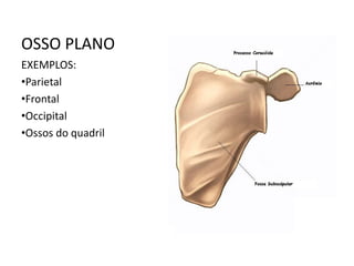 OSSO PLANO
EXEMPLOS:
•Parietal
•Frontal
•Occipital
•Ossos do quadril
 