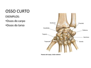 OSSO CURTO
EXEMPLOS:
•Ossos do carpo
•Ossos do tarso
 