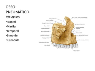 OSSO
PNEUMÁTICO
EXEMPLOS:
•Frontal
•Maxilar
•Temporal
•Etmoide
•Esfenoide
 
