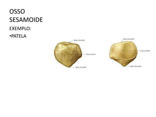 OSSO
SESAMOIDE
EXEMPLO:
•PATELA
 