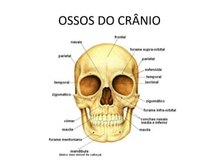 OSSOS DO CRÂNIO
 