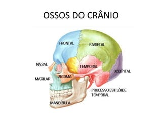 OSSOS DO CRÂNIO
 
