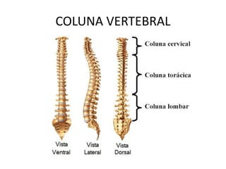 COLUNA VERTEBRAL
 