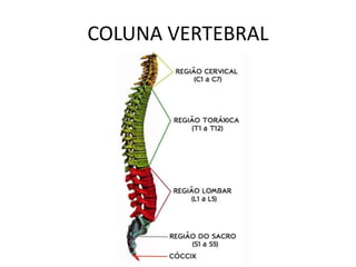 COLUNA VERTEBRAL
 