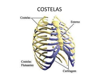 COSTELAS
 