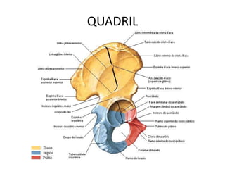 QUADRIL
 
