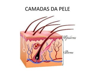 CAMADAS DA PELE
 