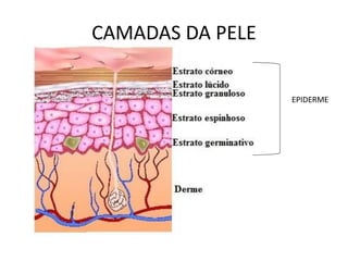 CAMADAS DA PELE
EPIDERME
 