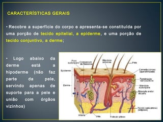 CARACTERÍSTICAS GERAIS 
• Recobre a superfície do corpo e apresenta-se constituída por 
uma porção de tecido epitelial, a epiderme, e uma porção de 
tecido conjuntivo, a derme; 
• Logo abaixo da 
derme está a 
hipoderme (não faz 
parte da pele, 
servindo apenas de 
suporte para a pele e 
união com órgãos 
vizinhos) 
 