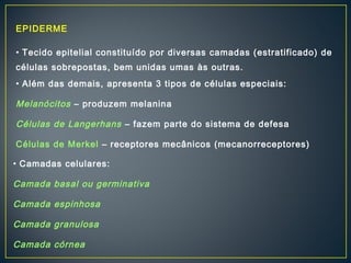 EPIDERME 
• Tecido epitelial constituído por diversas camadas (estratificado) de 
células sobrepostas, bem unidas umas às outras. 
• Além das demais, apresenta 3 tipos de células especiais: 
Melanócitos – produzem melanina 
Células de Langerhans – fazem parte do sistema de defesa 
Células de Merkel – receptores mecânicos (mecanorreceptores) 
• Camadas celulares: 
Camada basal ou germinativa 
Camada espinhosa 
Camada granulosa 
Camada córnea 
 
