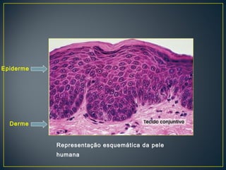 Representação esquemática da pele 
humana 
Epiderme 
Derme 
 