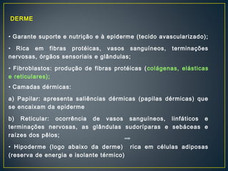 DERME 
• Garante suporte e nutrição e à epiderme (tecido avascularizado); 
• Rica em fibras protéicas, vasos sanguíneos, terminações 
nervosas, órgãos sensoriais e glândulas; 
• Fibroblastos: produção de fibras protéicas ( colágenas, elásticas 
e reticulares); 
• Camadas dérmicas: 
a) Papilar: apresenta saliências dérmicas (papilas dérmicas) que 
se encaixam da epiderme 
b) Reticular: ocorrência de vasos sanguíneos, linfáticos e 
terminações nervosas, as glândulas sudoríparas e sebáceas e 
raízes dos pêlos; 
• Hipoderme (logo abaixo da derme) rica em células adiposas 
(reserva de energia e isolante térmico) 
 