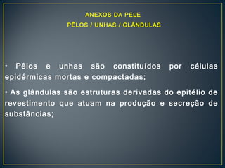 ANEXOS DA PELE 
PÊLOS / UNHAS / GLÂNDULAS 
• Pêlos e unhas são constituídos por células 
epidérmicas mortas e compactadas; 
• As glândulas são estruturas derivadas do epitélio de 
revestimento que atuam na produção e secreção de 
substâncias; 
 
