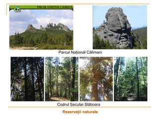 Parcul Naţional Călimani




Codrul Secular Slătioara
  Rezervaţii naturale
 