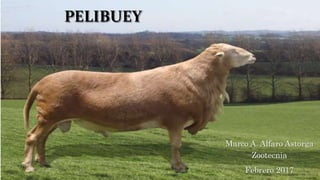 PELIBUEY
Marco A. Alfaro Astorga
Zootecnia
Febrero 2017