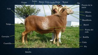 Barril
Ojo
Puente de la
nariz
Ollares
Hocico
Mandíbula
Rodilla
Caña
Pie
TestuzOrejaCuelloCruzDorsoLomo
Grupa
Cola
Nalga
Corvejón
Cuartilla
Punta del
codo
Babilla