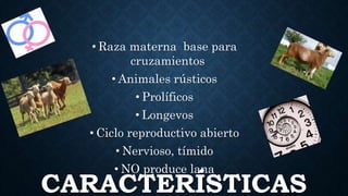 CARACTERÍSTICAS
• Raza materna base para
cruzamientos
• Animales rústicos
• Prolíficos
• Longevos
• Ciclo reproductivo abierto
• Nervioso, tímido
• NO produce lana