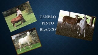 CANELO
PINTO
BLANCO