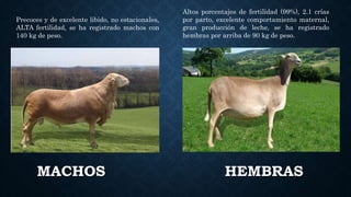 MACHOS HEMBRAS
Precoces y de excelente libido, no estacionales,
ALTA fertilidad, se ha registrado machos con
140 kg de peso.
Altos porcentajes de fertilidad (99%), 2.1 crías
por parto, excelente comportamiento maternal,
gran producción de leche, se ha registrado
hembras por arriba de 90 kg de peso.
