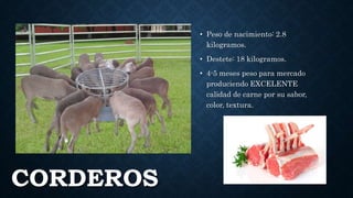 CORDEROS
• Peso de nacimiento: 2.8
kilogramos.
• Destete: 18 kilogramos.
• 4-5 meses peso para mercado
produciendo EXCELENTE
calidad de carne por su sabor,
color, textura.